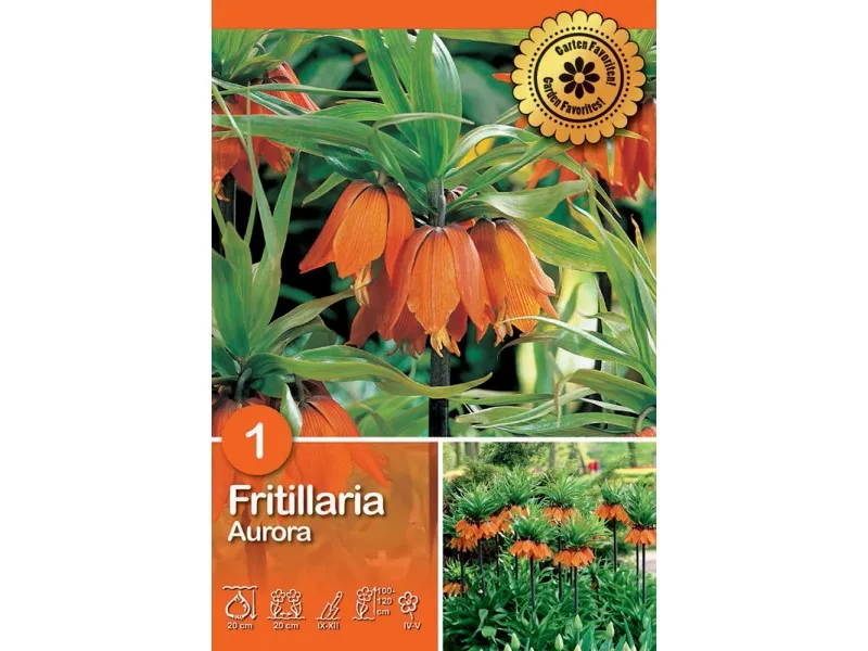 Fritillaria Aurora