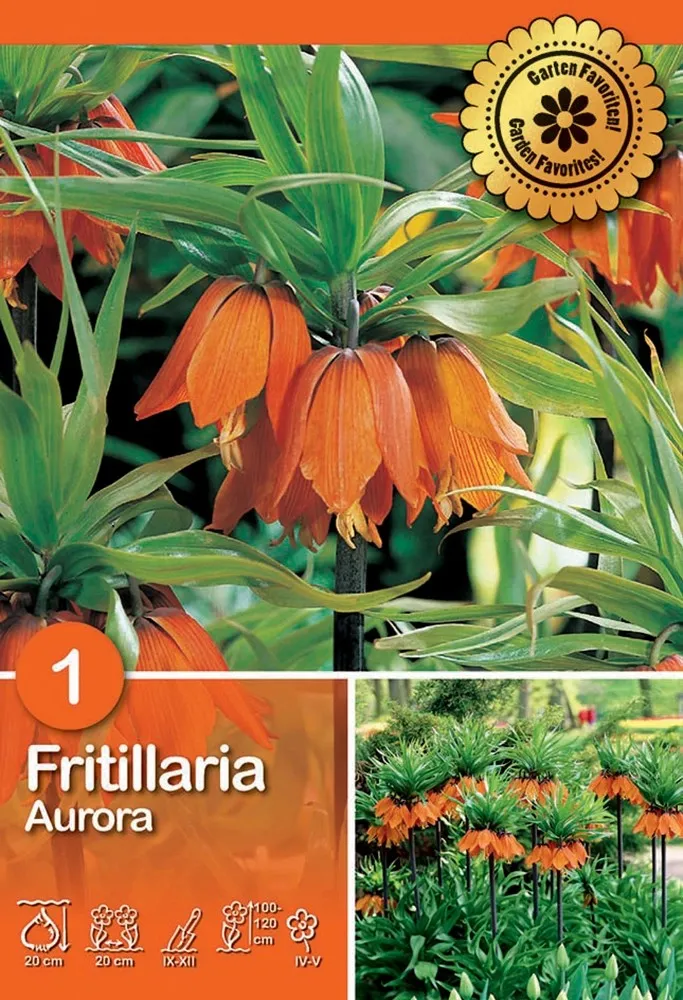 Fritillaria Aurora