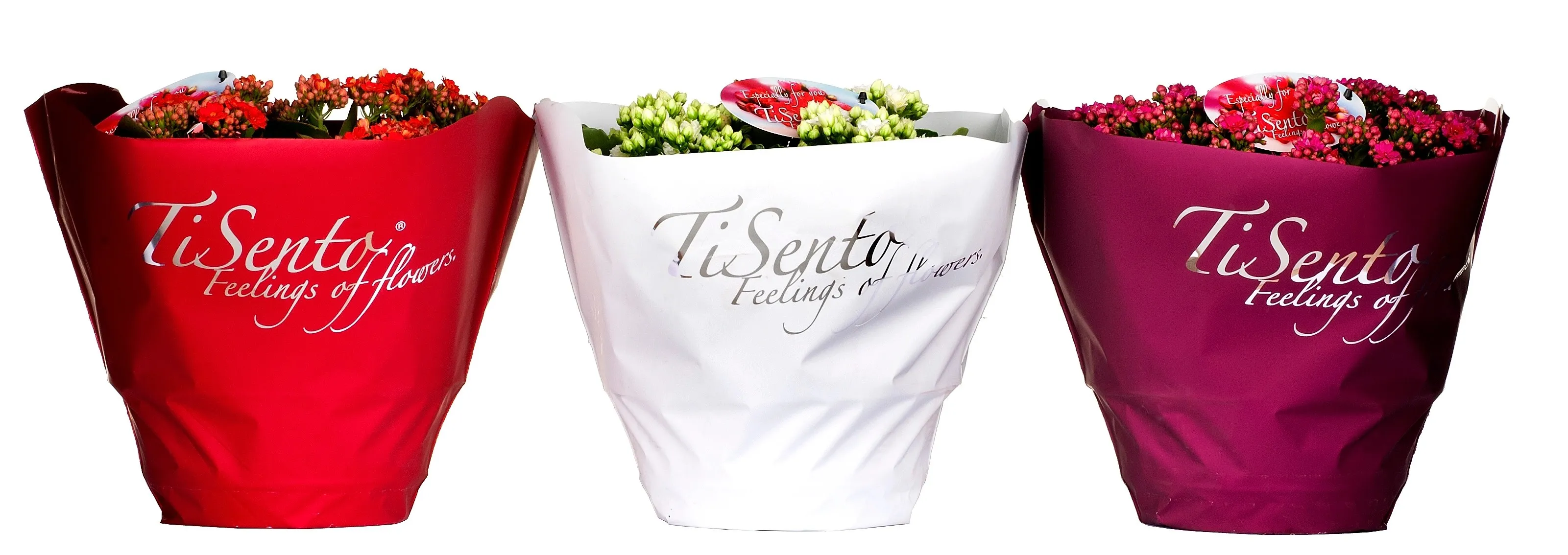 Kalanchoe fiore doppio Tisento vaso Ø 23 cm