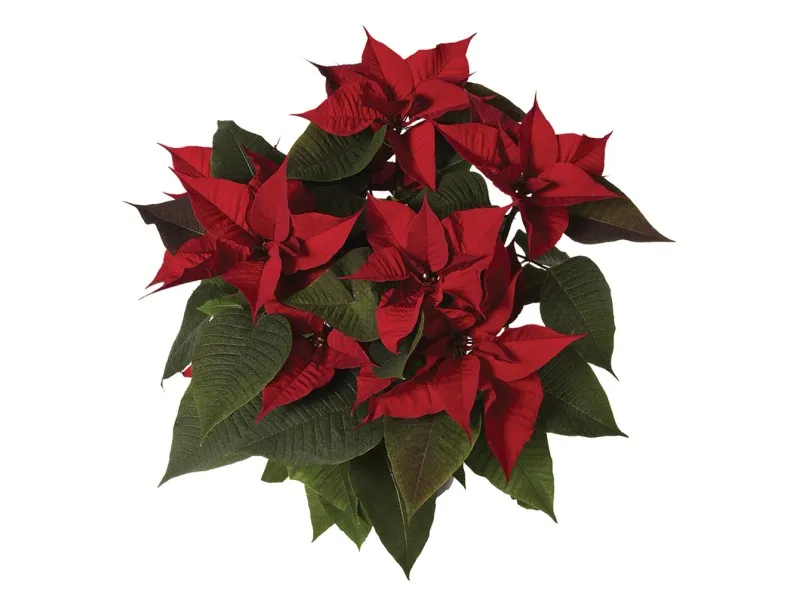 Stella di Natale Ø 18 cm rossa