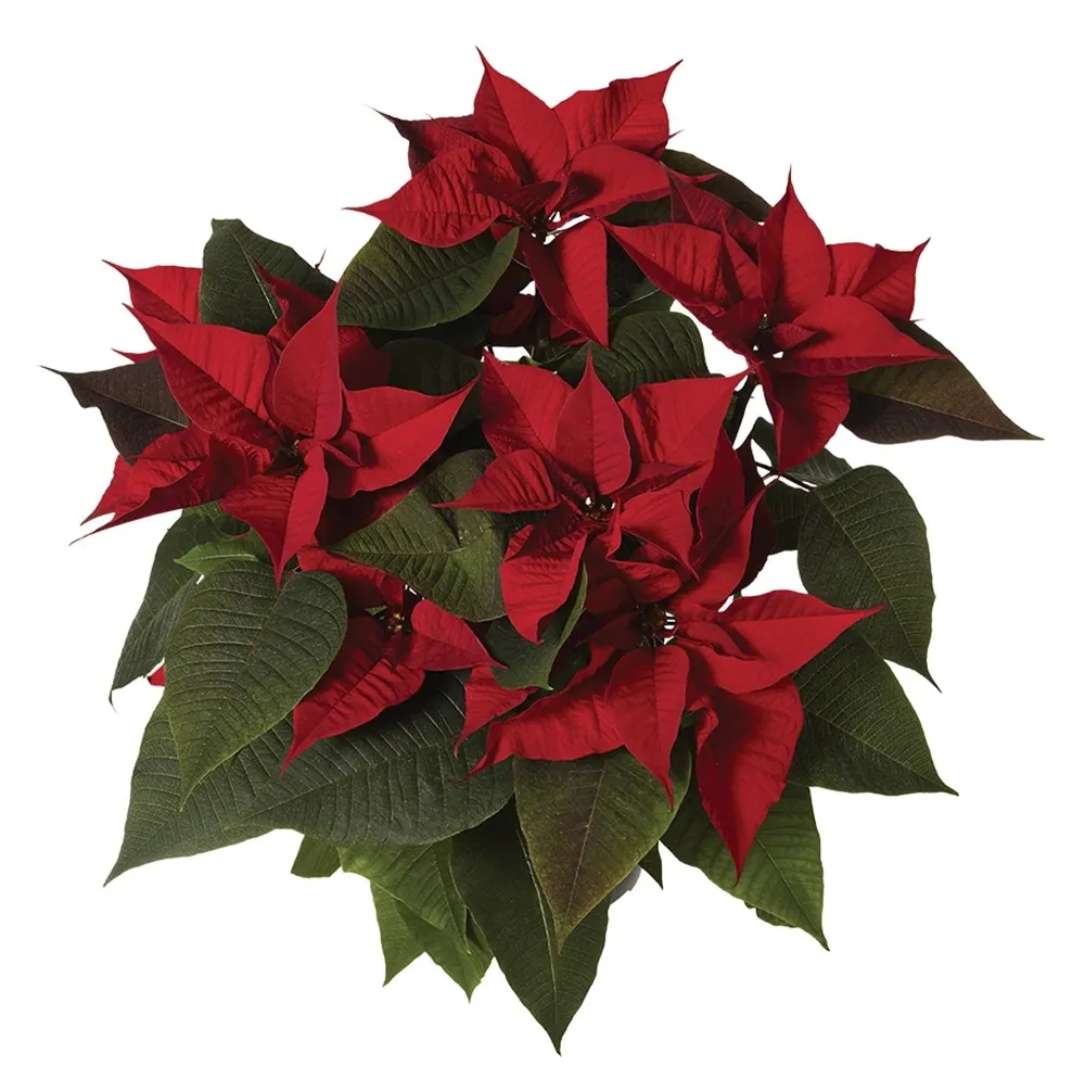 Stella di Natale Ø 18 cm rossa